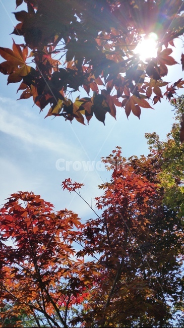 잎,tree,나무,maple,단풍,가을,계절,fall,autumn,season,leaf,plant,식물