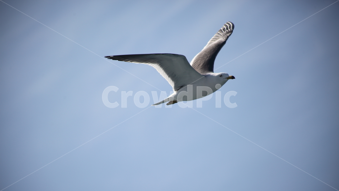 갈매기,바다새,대형조류,commongull,mewgull,laruscrassirostris,괭이갈매기,동물,animal,조류,새,birds