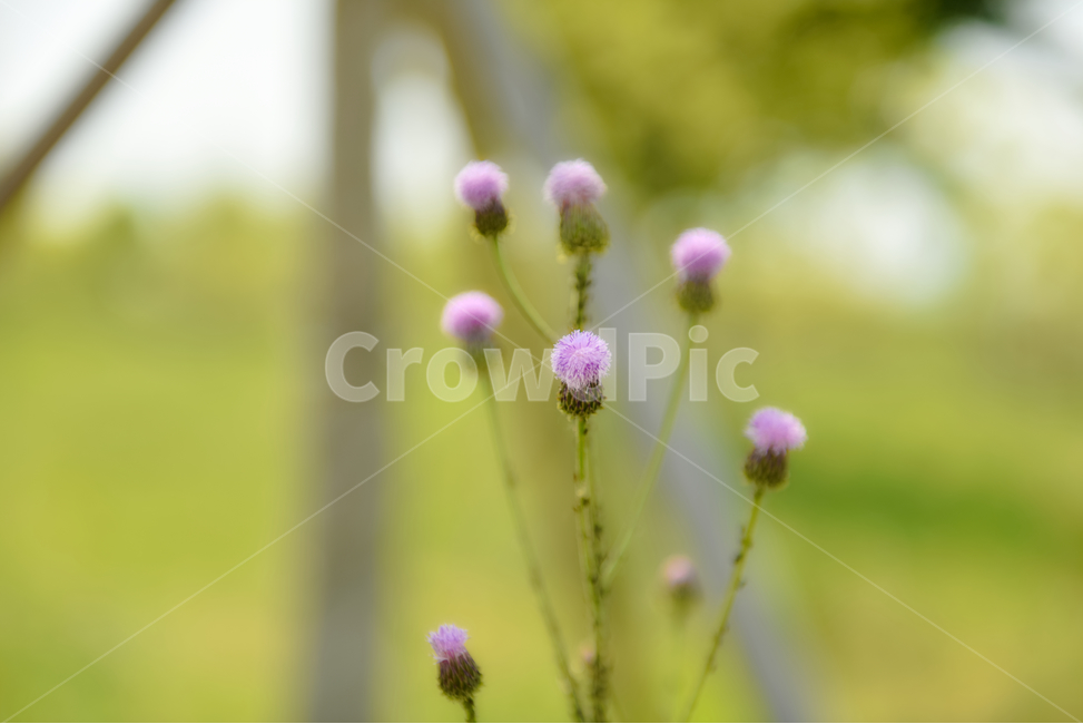 꽃,자연,접사,녹색,힐링,신선함,season,plants,nature,flower,sensible,feeling,색깔,색상,색채,색감,colorsense,colorsensitivity,feelingofcolor,감성,평온함,느낌,휴식,드라이플라워,초록,분홍