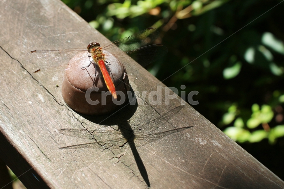 고추잠자리,잠자리,그림자,자연,곤충,동물,animal,곤충,벌레,insect,bug