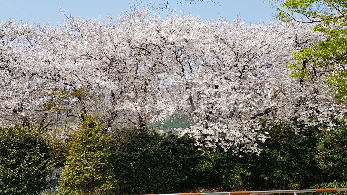 진해,벚꽃,군항제,봄,축제,봄,계절,spring,season,자연,풍경,nature,landscape,plant,식물,blossom,꽃,flower