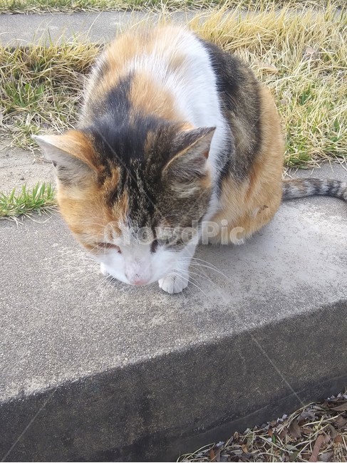 삼색고양이,길고양이,고양이,야옹,cat,kitty,kitten,동물,animal,포유류,mammal,고양이,cat,kitten,kitty