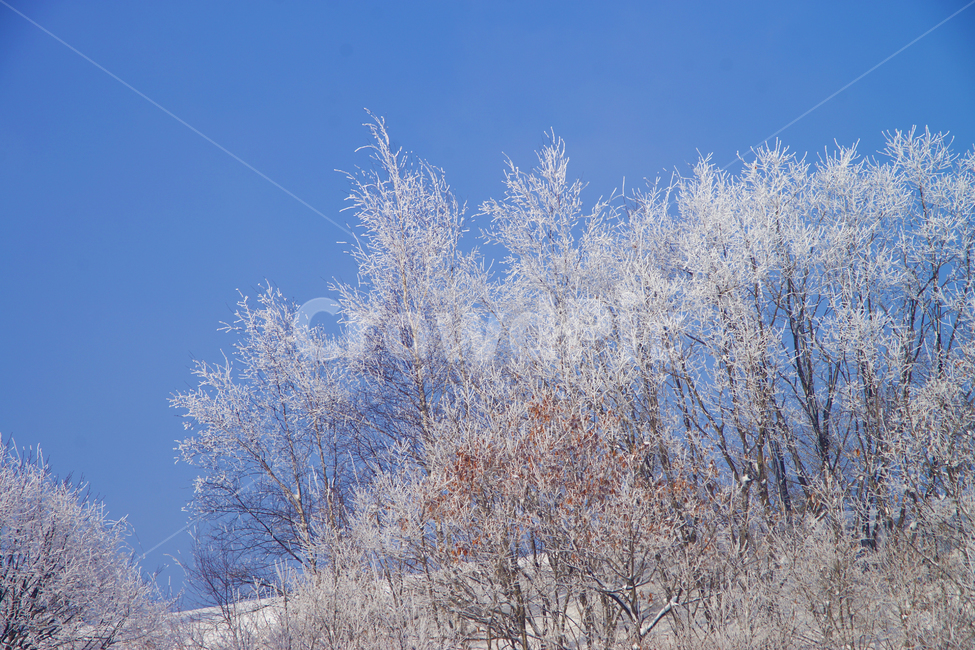 상고대,파란하늘,푸른하늘,하얀나무,눈꽃,겨울,계절,winter,season,자연,풍경,nature,landscape,outdoors,옥외,snow,눈,frost,서리