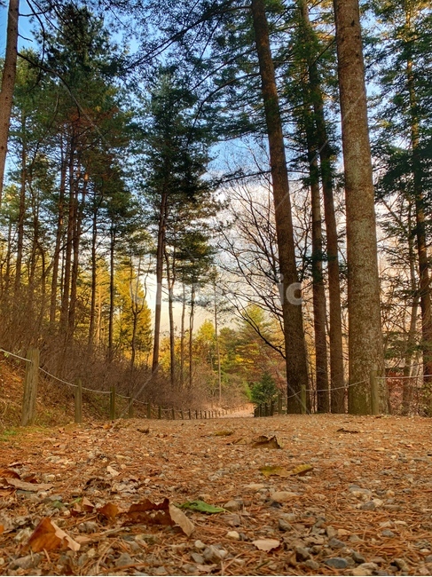 자연,공원,광릉수목원,가을,나무,human,tree,전나무,식물,낙엽,가을,계절,fall,autumn,season,자연,풍경,nature,landscape