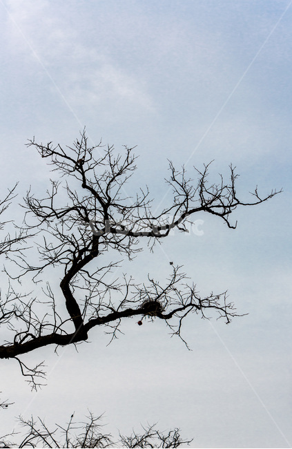 까치집,하늘,고목,가을,감성,식물,자연,plants,nature,나무,trees,wood