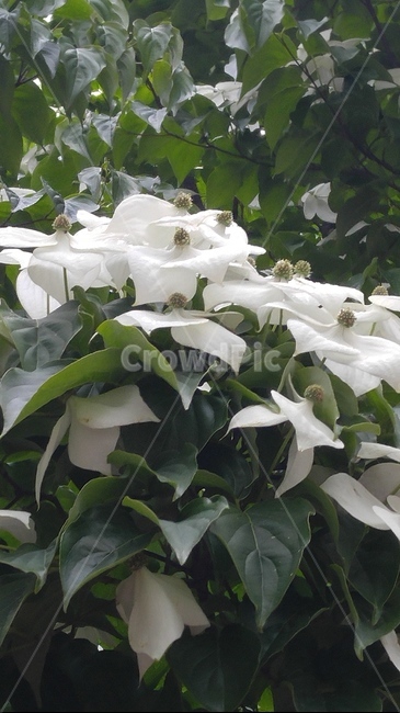 꽃,흰꽃,꽃밭,봄,여름,산딸나무꽃,산딸나무,kousadogwood,cornuskousa,spring,flower,flowers,wood,trees,white,summer