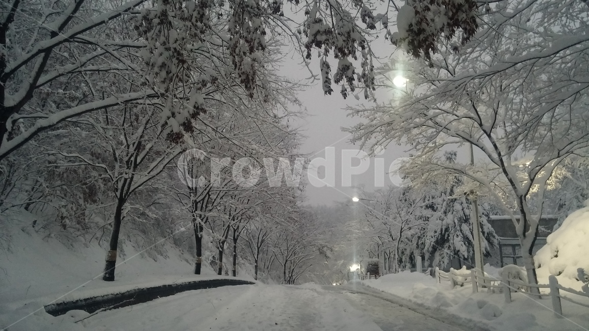 눈,풍경,겨울,나무,자연,감성,길,snow,landscape,winter,tree,nature,sensibility,way,풍경사진,겨울,계절,winter,season,자연,풍경,nature,landscape,outdoors,옥외,blizzard,눈보라,storm,폭풍