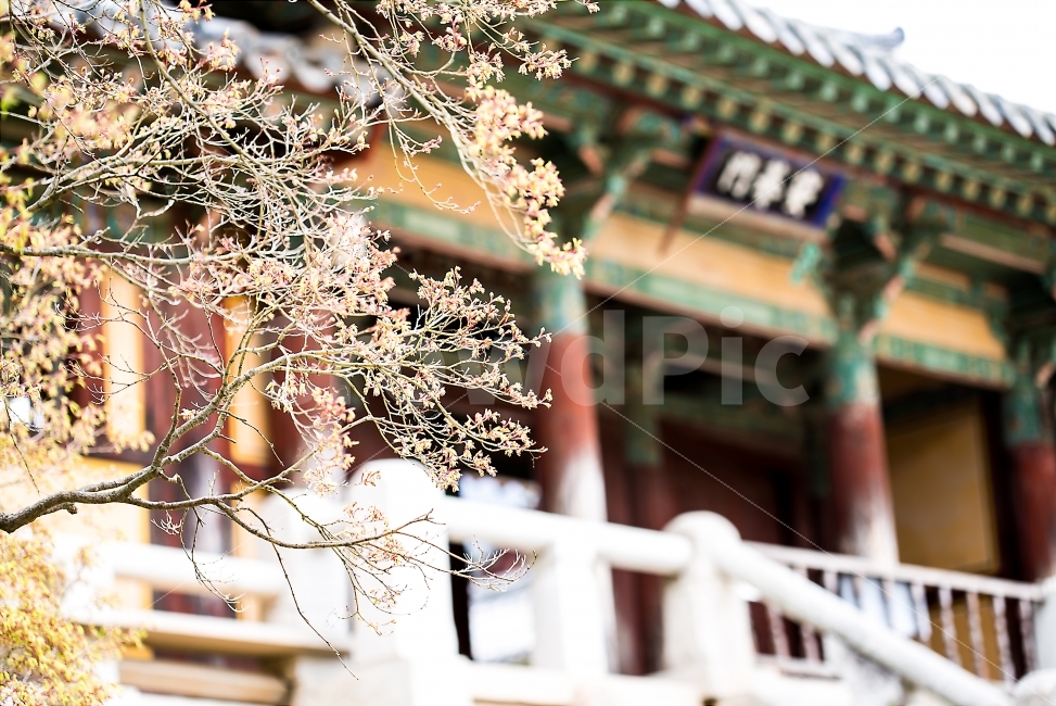 불국사,경주,한국문화,절,꽃,배경,휴일,공원,국립공원,바탕,화면,감성,트렌드,느낌,한국,문화,한국전통,한국문화,korean traditional,korean culture,종교,신앙,religion,belief,faith,식물,자연,plants,nature,꽃,flower