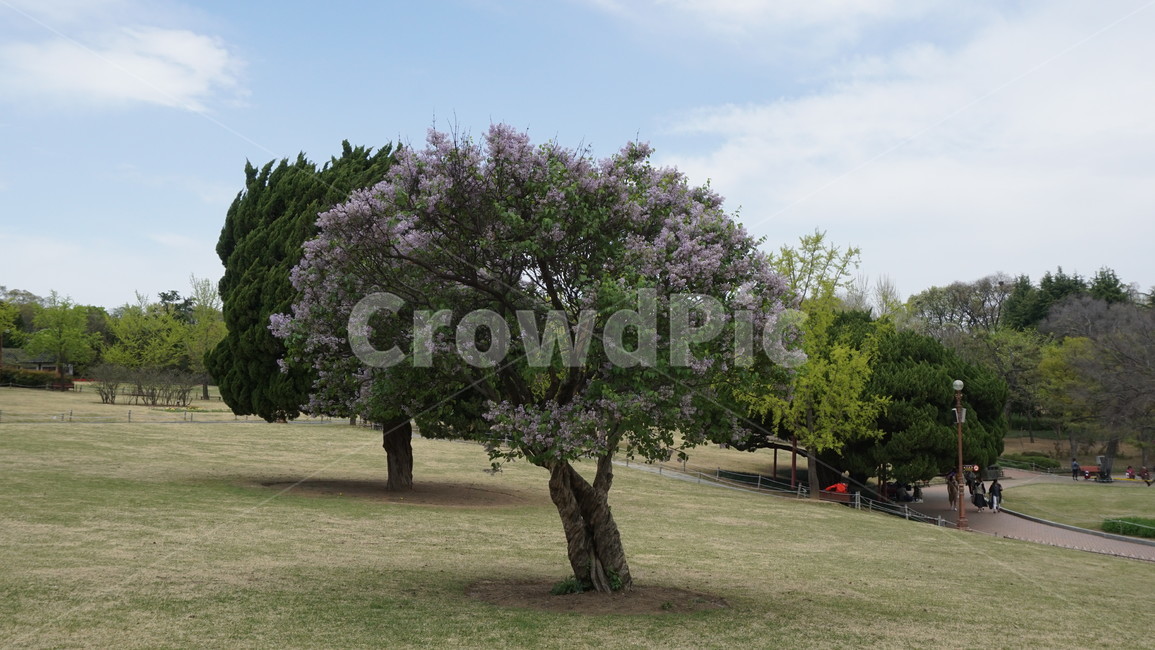 plant,식물,tree,나무,treetrunk,나무줄기,공원