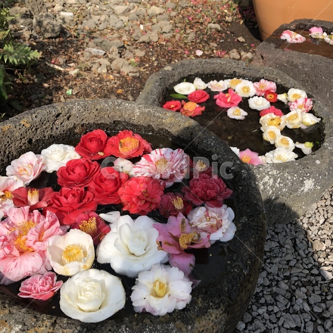 꽃,자연,봄,풍경,꽃잎