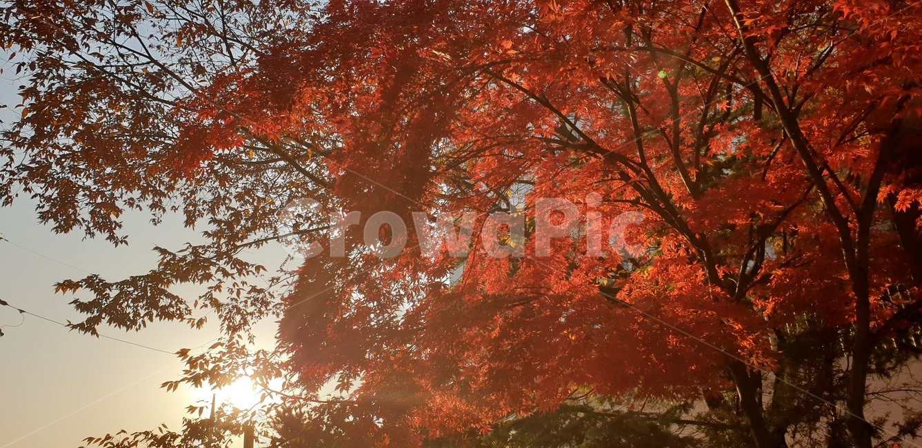 식물,단풍,나무,잎,단풍나무,가을,낙엽,plant,maple,tree,leaf,fall,autumn,koreamaple