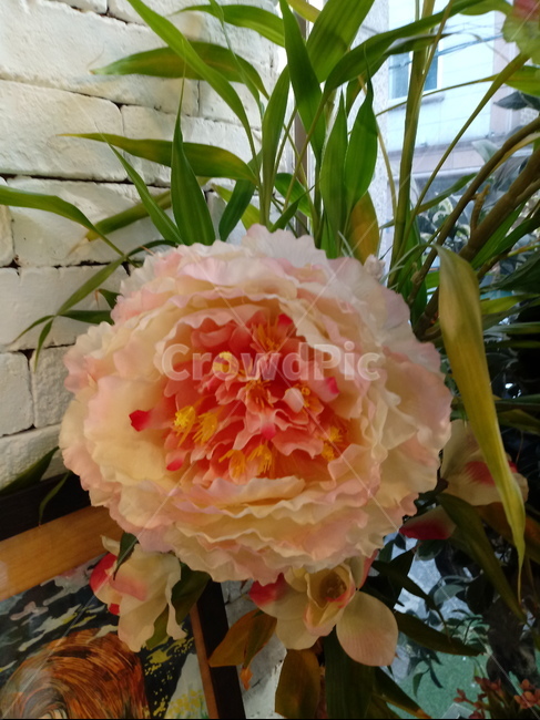 꽃,장식품,실내,식물,flower,plant