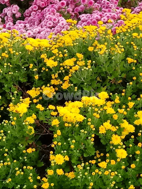 꽃,식물,flower,plant,소국,국화,식물,자연,plants,nature,꽃,flower