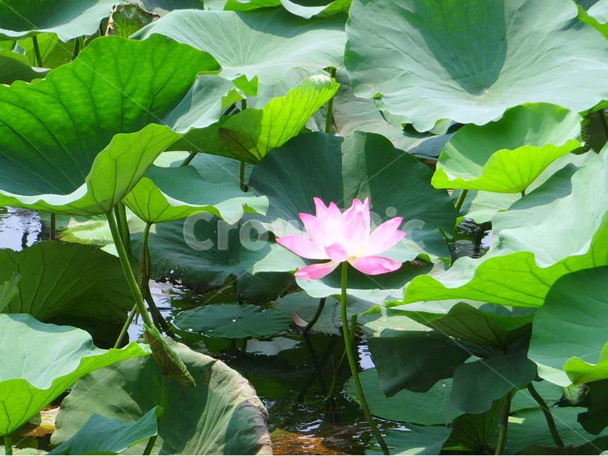 중국,제남,대명호,연꽃,분홍,식물,자연,plants,nature,꽃,flower