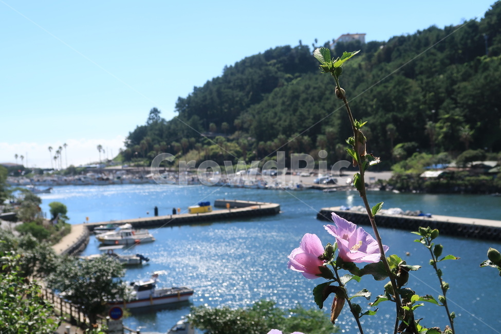 무궁화,바다,햇빛,풍경,바다풍경,맑은날,대한민국,반짝이는,물결,바닷가,바닷가마을,여행,시골,반짝이는바다,반짝거리는,기분좋은,상쾌한,자연,풍경,nature,landscape,water,물,waterfront,워터 프론트