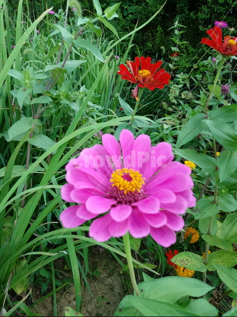 백일홍,백일초,꽃,식물,국화과,plant,flower,식물,자연,plants,nature,꽃,flower