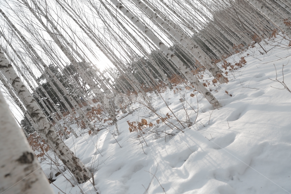 자작나무,자작나무숲,인제,설경,겨울,풍경,snow,눈,landscape,겨울,계절,winter,season,자연,풍경,nature,landscape,식물,plants,나무,trees,wood