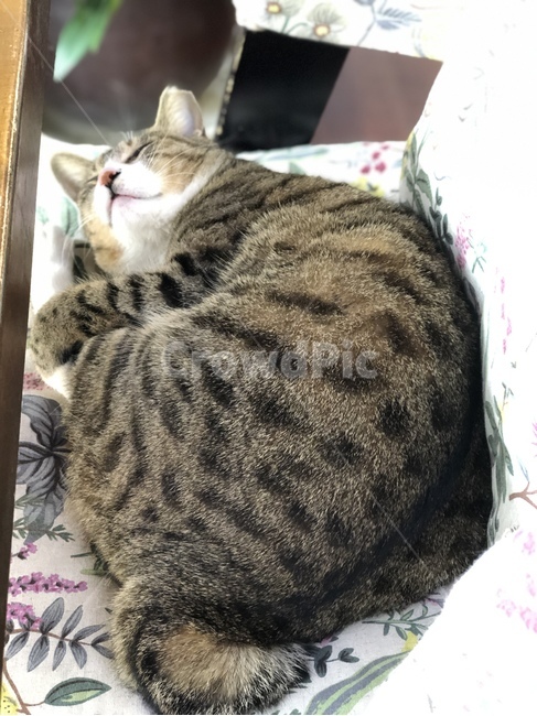 Companion,Pets,dozing cat,cat,animal,home town,mammalia,pet