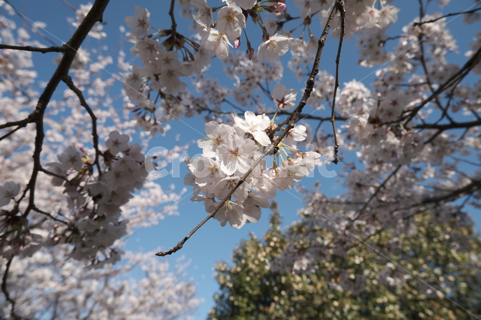 flower,벚꽃,plant,식물,blossom,꽃,봄,하늘