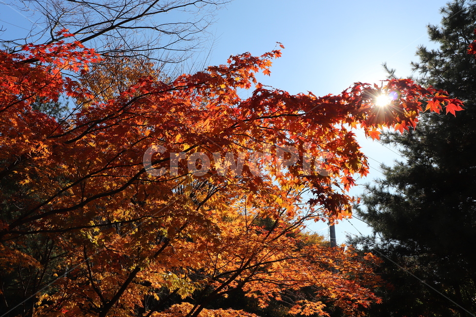 단풍,가을,햇빛,빨간색,나무,가을,계절,fall,autumn,season,leaf,잎,plant,식물,tree