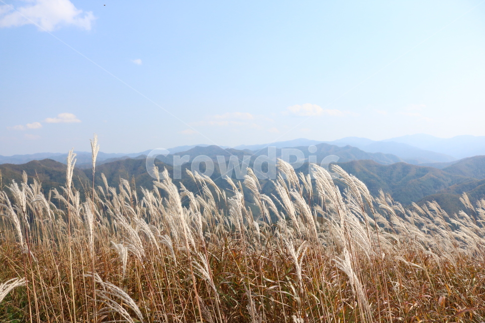 grass,plant,식물,lawn,잔디,억새,민둥산,가을억새,가을,계절,fall,autumn,season,자연,풍경,nature,landscape,식물,plants