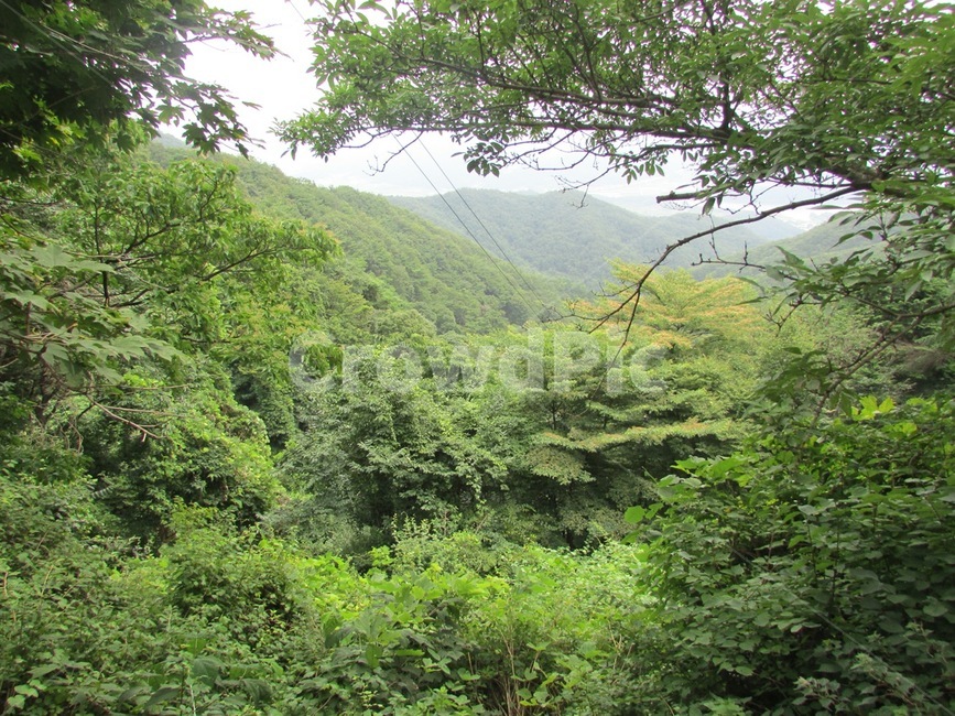 숲,나뭇잎,나무,산,초록,식물