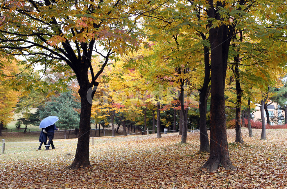 송파구,방이고분,단풍,연인,낙엽,가을,계절,fall,autumn,season,자연,풍경,nature,landscape,사람,인물,인간,human,person,연인,커플,사랑,lover,couple,tree,나무,plant,식물,tree trunk,나무 줄기