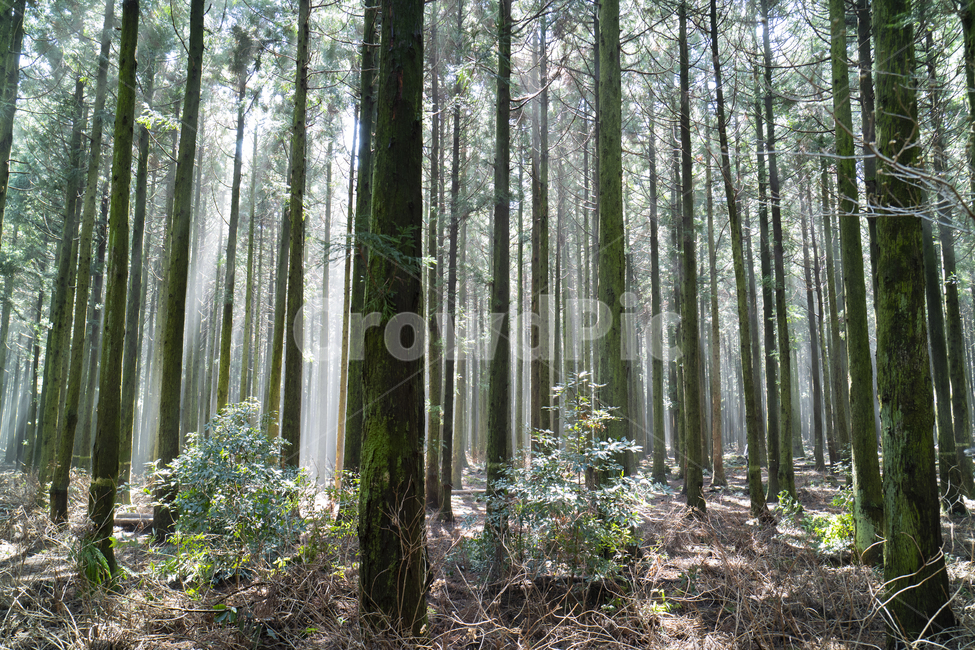 숲,샤려니숲길,전나무숲,제주도,숲길,제주도,jeju,jeju island,식물,자연,plants,nature,나무,trees,wood,vegetation,초목,tree,forest,land,땅,outdoors,옥외,woodland,삼림지,plant,grove,작은 숲