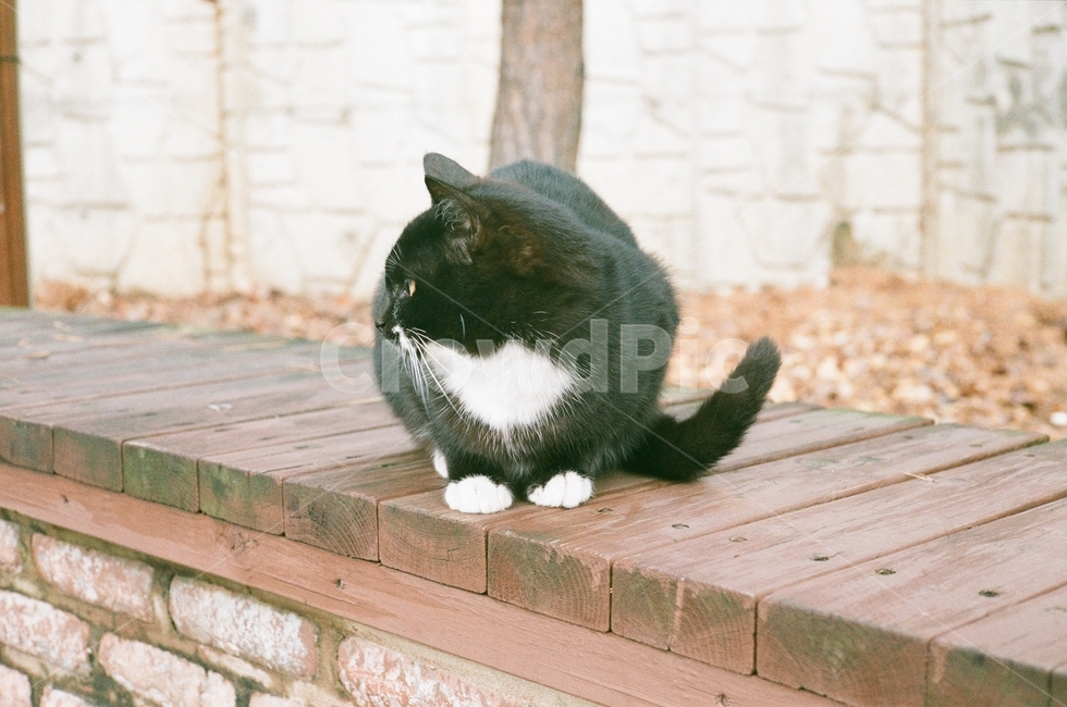 고양이,필름사진,햇살,나른함,오전,여유,아침,동물,animal,포유류,mammal,고양이,cat,kitten,kitty