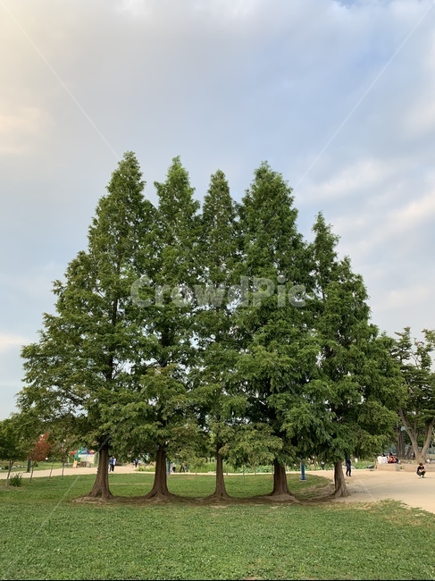 tree,나무,plant,식물,숲