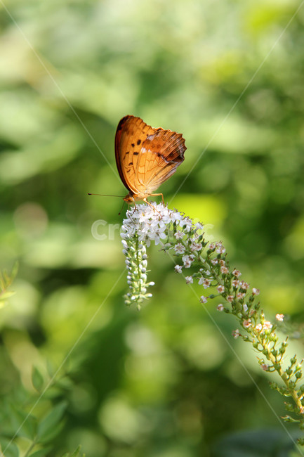 나비,butterfly,접사,근접촬영,나비접사,식물,자연,plants,nature,동물,animal,곤충,벌레,insect,bug
