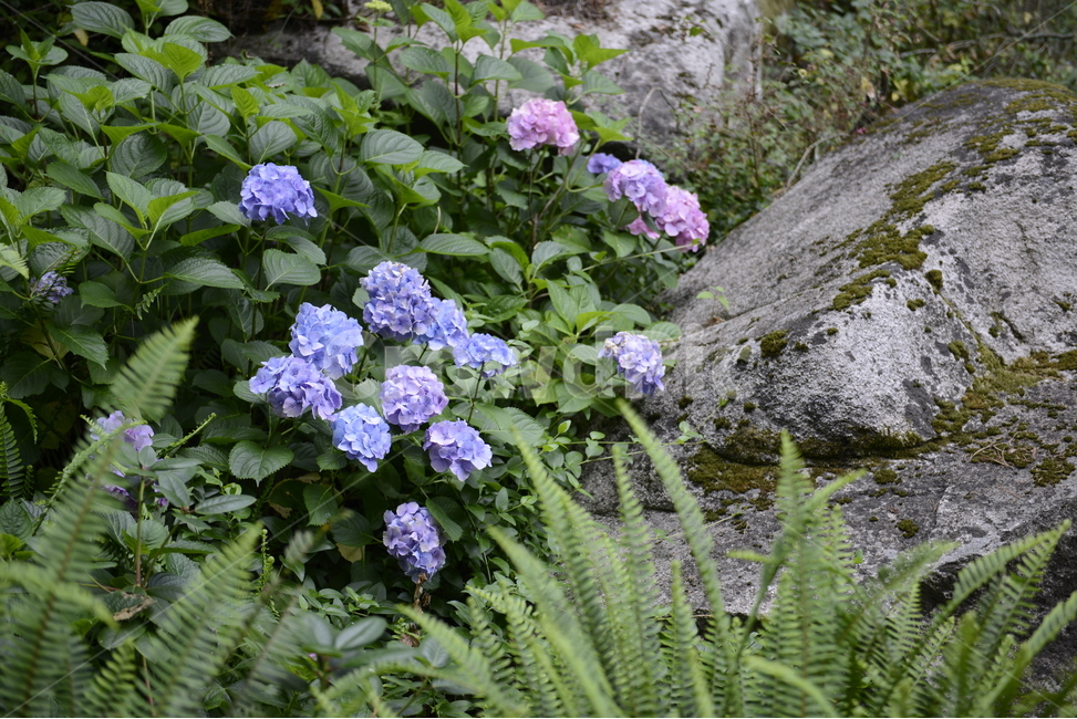 plant,식물,blossom,꽃,flower,보라색,violet,purple