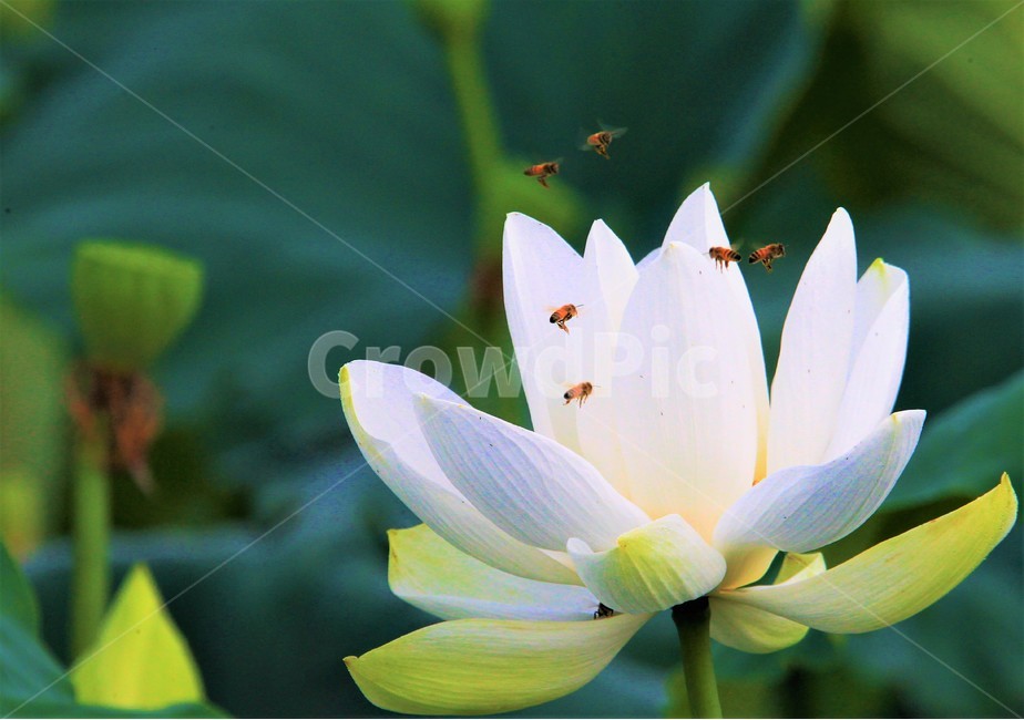 연꽃,꽃,식물,flower,벌,식물,자연,plants,nature,꽃,flower