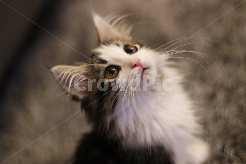 고양이,아기고양이,반려동물,냥이,애완동물,노르웨이숲,동물,animal,포유류,mammal,고양이,cat,kitten,kitty
