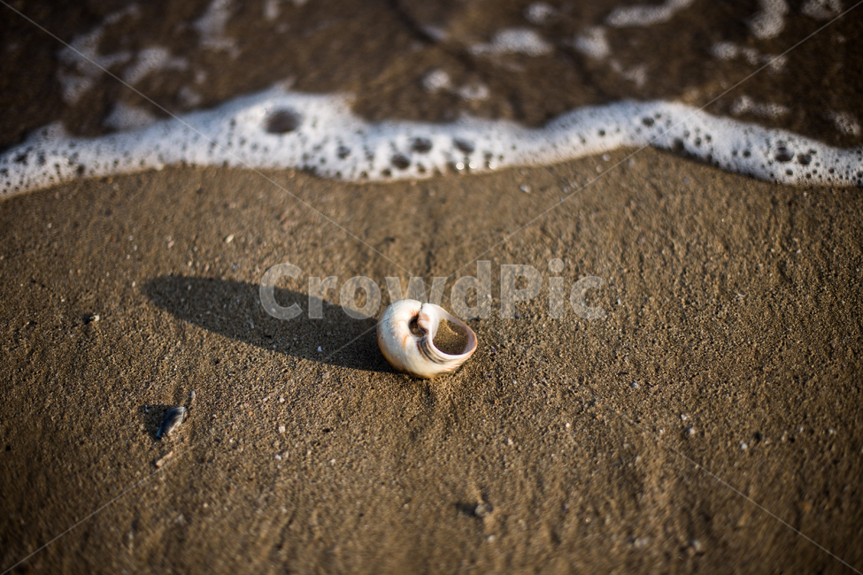 조개,바다,파도,소라,외로움,고요,모래사장,해변,바다,beach,sea