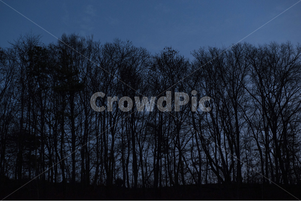 나무,실루엣,석양,어스름,숲,나무,trees,wood