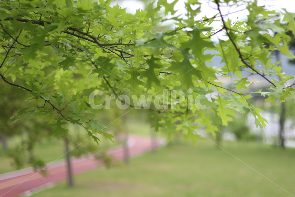 플라타너스,연두,가로수,봄,흐림,식물,자연,plants,nature