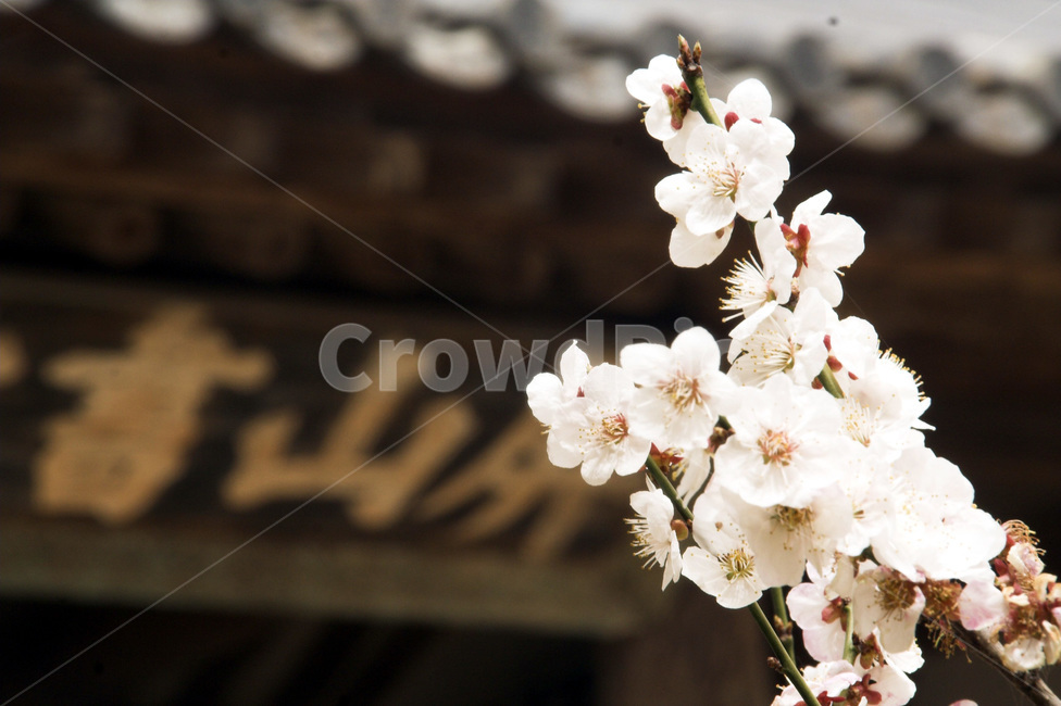 한옥,꽃,매화꽃,기와,지붕,현판,전통,봄,계절,spring,season,식물,자연,plants,nature,꽃,flower,plant