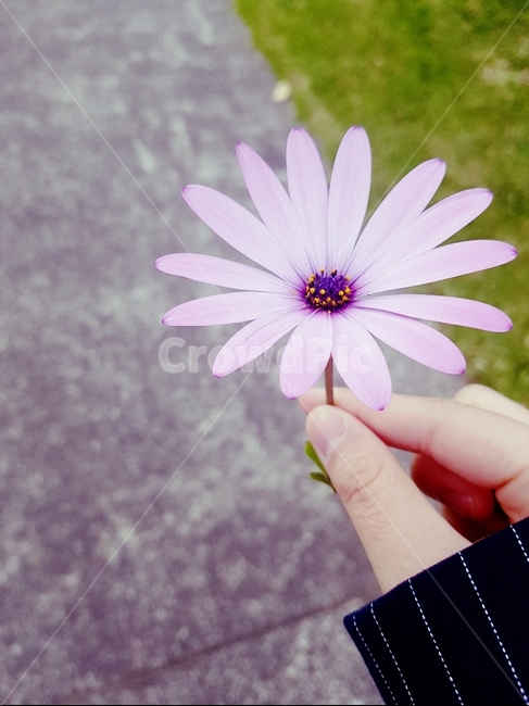 꽃,flower,분홍색꽃,pinkflower,길