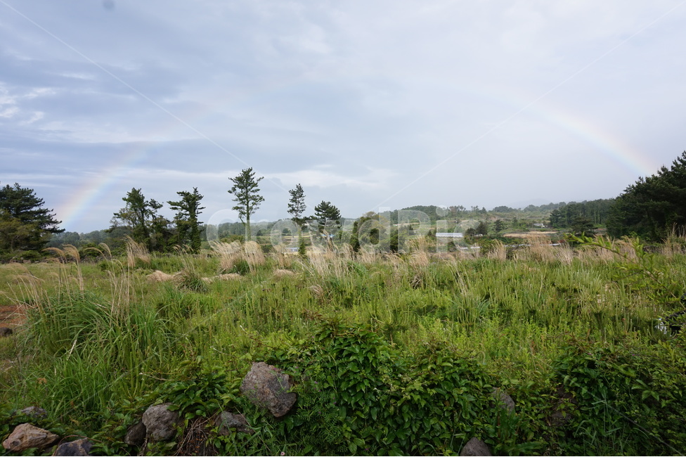 무지개,들판,갈대,목가적인,평화로운,편안한,시골,야생의,rainbow,field,peaceful,country,wild,comfy,자연,풍경,nature,landscape,outdoors,옥외