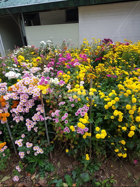 식물,꽃,flower,봄,plant,blossom