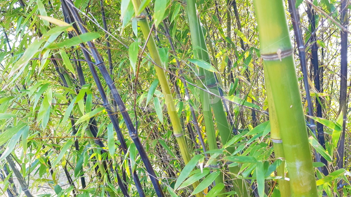 대나무,대나무숲,공원,정원,숲,나무,식물,자연,plants,nature,나무,trees,wood