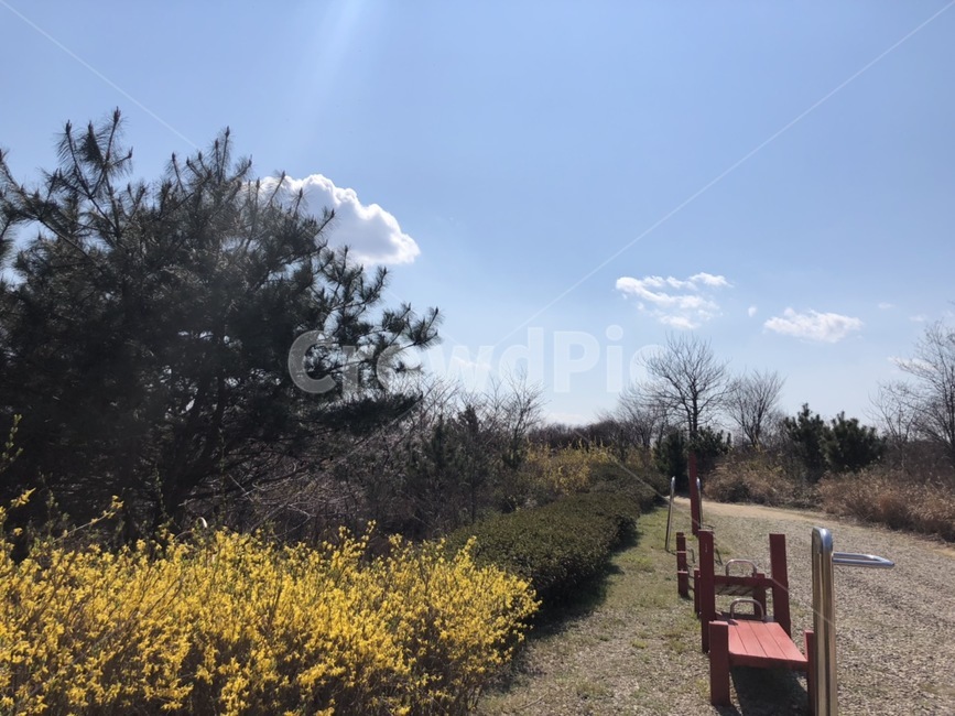 개나리,하늘,구름,산,자연,소나무,운동기구,풍경,식물,나무,노란꽃,개나리꽃,flower,tree,yellow,맑은하늘,푸른하늘,봄,계절