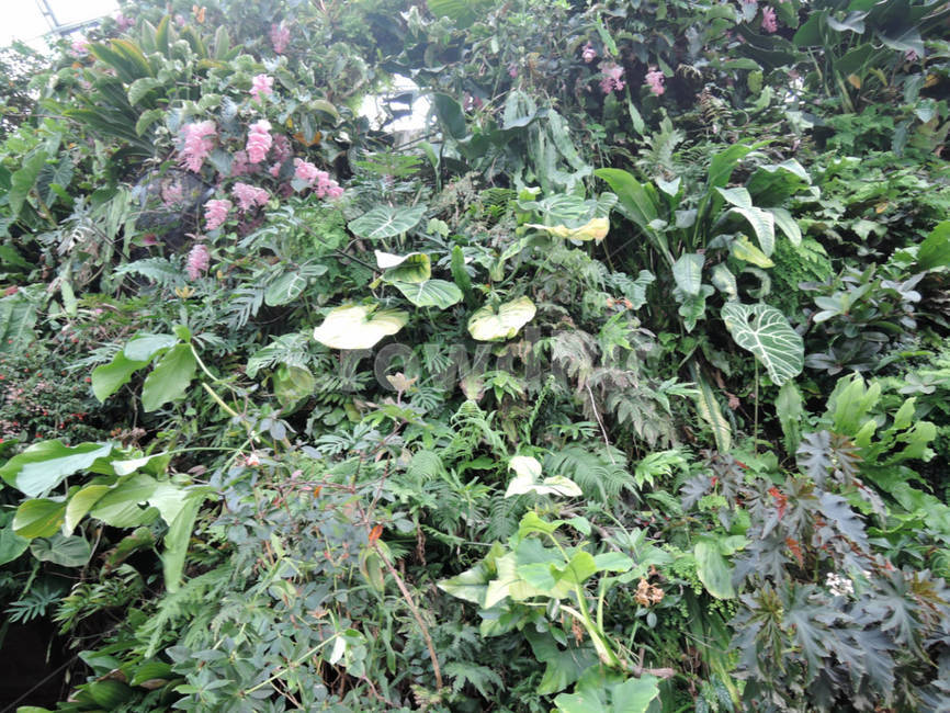 꽃,식물,flower,가든,garden,정원,예쁜,화려한,식물,자연,plants,nature