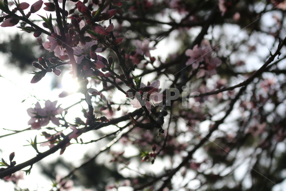 식물,꽃,벚꽃,flower,blossom,cherryblossom,봄,계절,spring,season,식물,자연,plants,nature,꽃,flower
