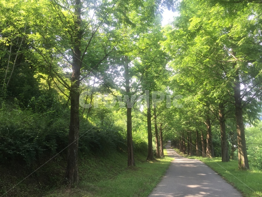 수목원,자연,가로수길,초록초록,풍경,식물,자연,plants,nature,나무,trees,wood