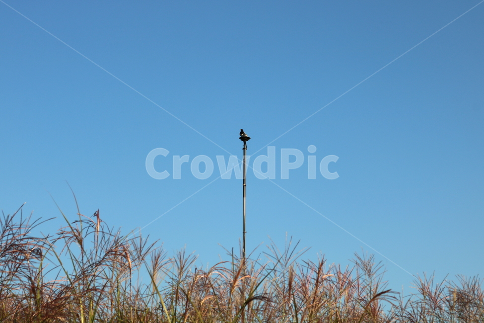 억새,억새풀,식물,자연,가을,벼과,까치,새,조류,가을,계절,fall,autumn,season
