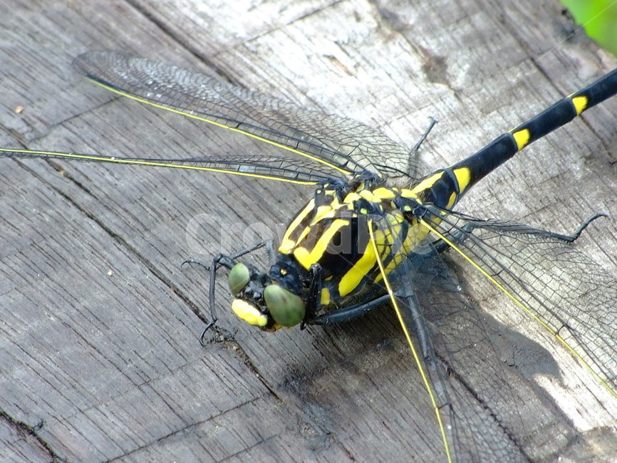 잠자리,곤충,노랑잠자리,휴식,벌레,동물,animal,곤충,벌레,insect,bug