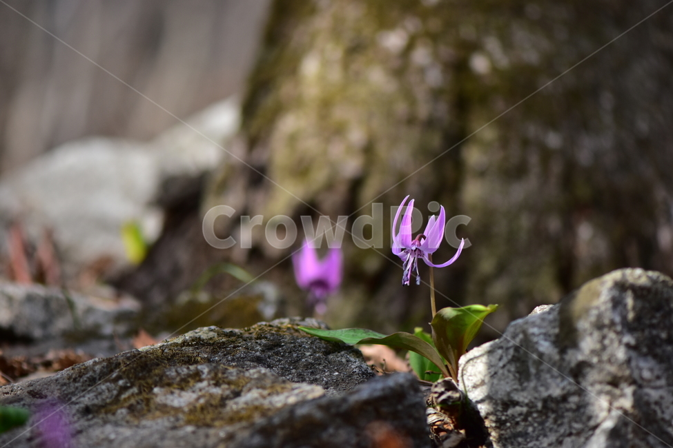 얼레지,야생화,봄,꽃,풀꽃,자연,식물,식생,plants,nature,spring,season,flower