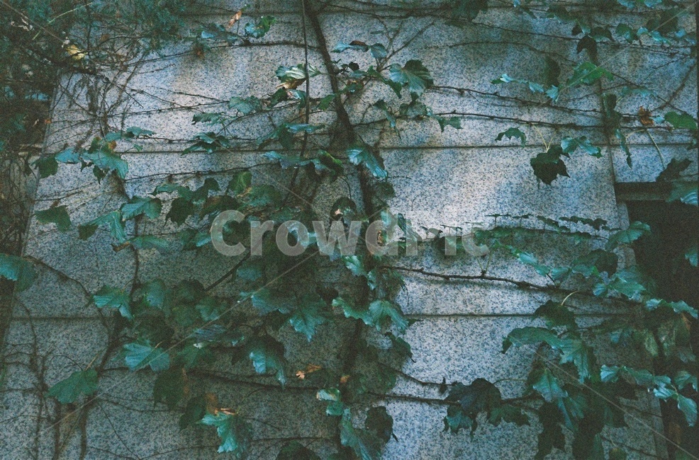plant,식물,어두운분위기,덩쿨,초록잎,벽,식물,자연,plants,nature